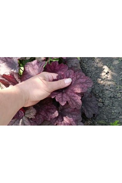 Heuchera hybrida Rose Quartz